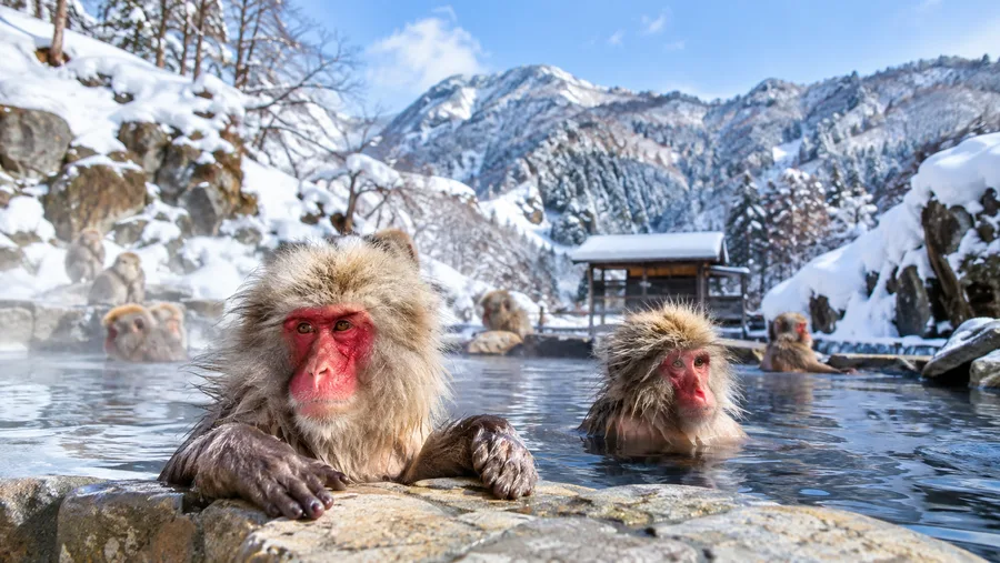 How to Get to Snow Monkey Park: Complete Transport Guide