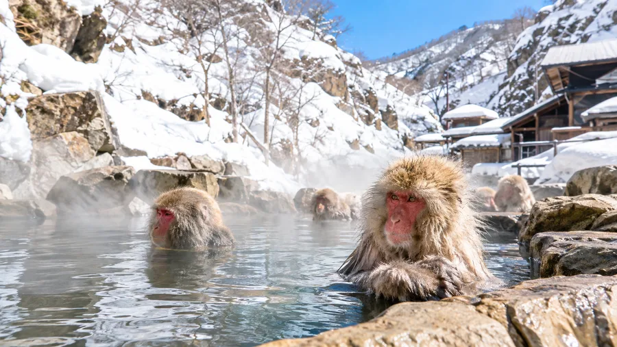 Onsen Near Snow Monkey Park: Jigokudani and Shibu Hot Springs