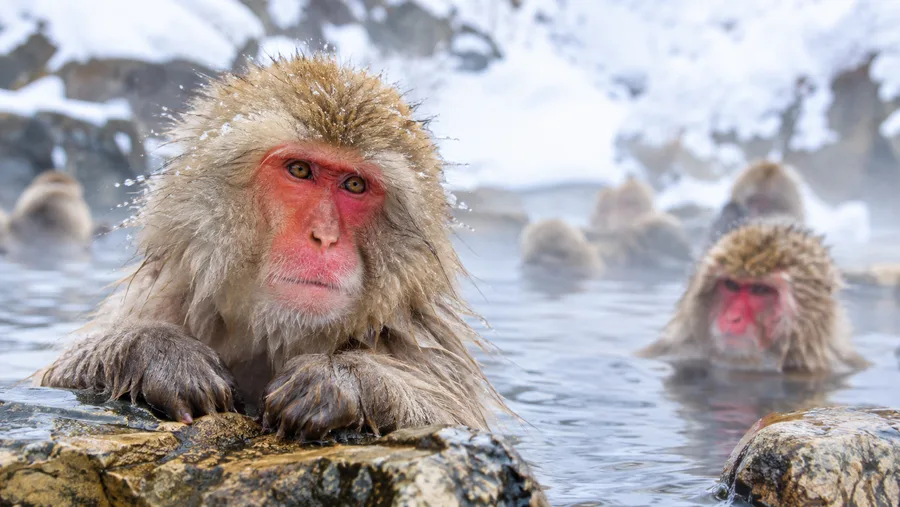 Japanese Snow Monkeys: Wildlife Facts, Habitat, and Hot Springs