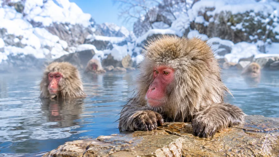 Japanese Snow Monkeys: Wildlife Facts, Habitat, and Hot Springs