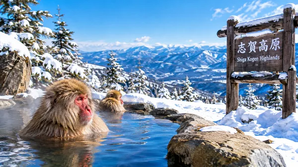 Shiga Kogen Highlands