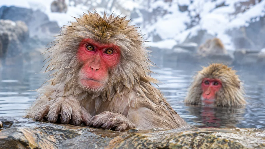 Snow Monkey Park Live Cam: Watch Jigokudani Live Stream