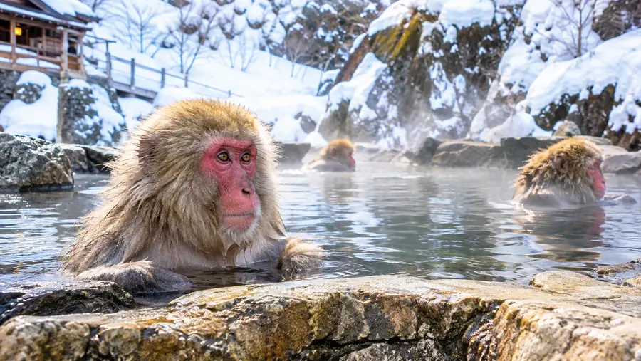 Snow Monkey Park Live Cam: Watch Jigokudani Live Stream