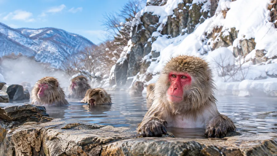 Snow Monkey Park Visitor Guide: Tickets, Hours, and Walk Info
