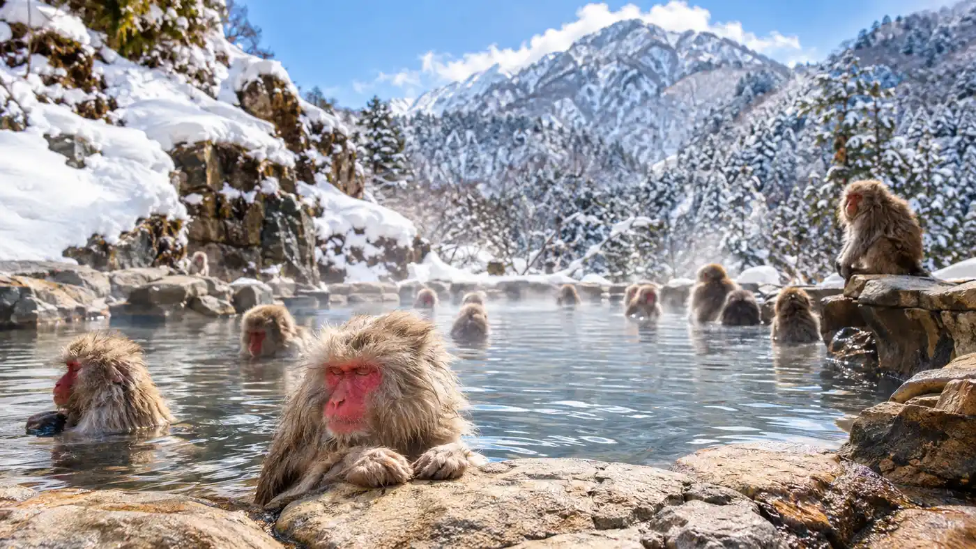 Snow Monkey Park Tours and Day Trips from Tokyo
