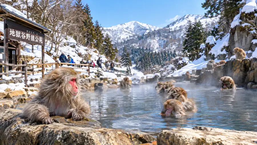 snow monkey park